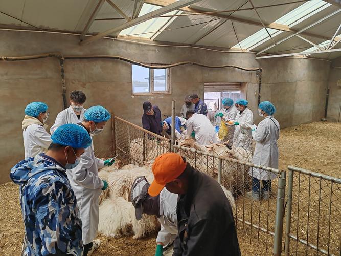 中心与云东依侬养殖公司签订了云东依侬敏盖绒山羊种羊采购代养协议