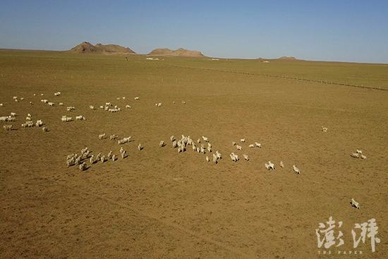 鄂托克旗的牧民图们吉日嘎拉,养了七百只阿尔巴斯白绒山羊,养殖规模较