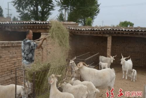 陕北白绒山羊种源基地一只种羊就是一辆小汽车