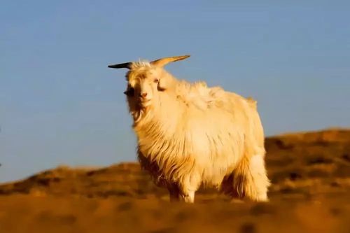 阿尔巴斯白绒山羊被列为中国20个优良品种之一,其羊绒被誉为"软黄金"